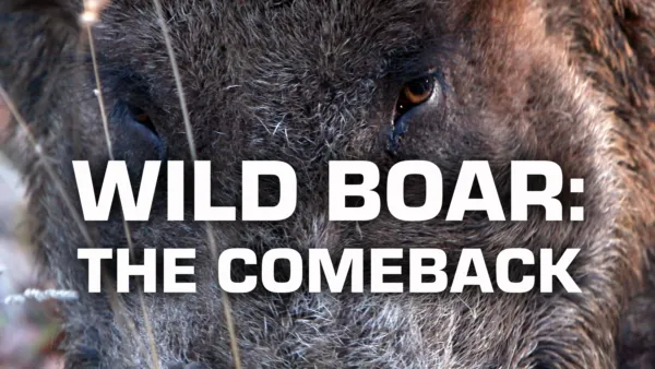 thumbnail - Wild Boar: The Comeback