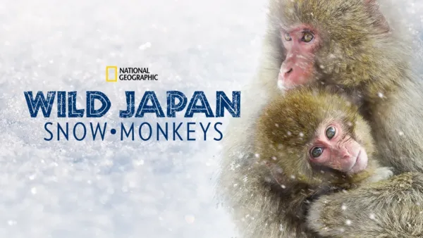 thumbnail - Wild Japan: Snow Monkeys