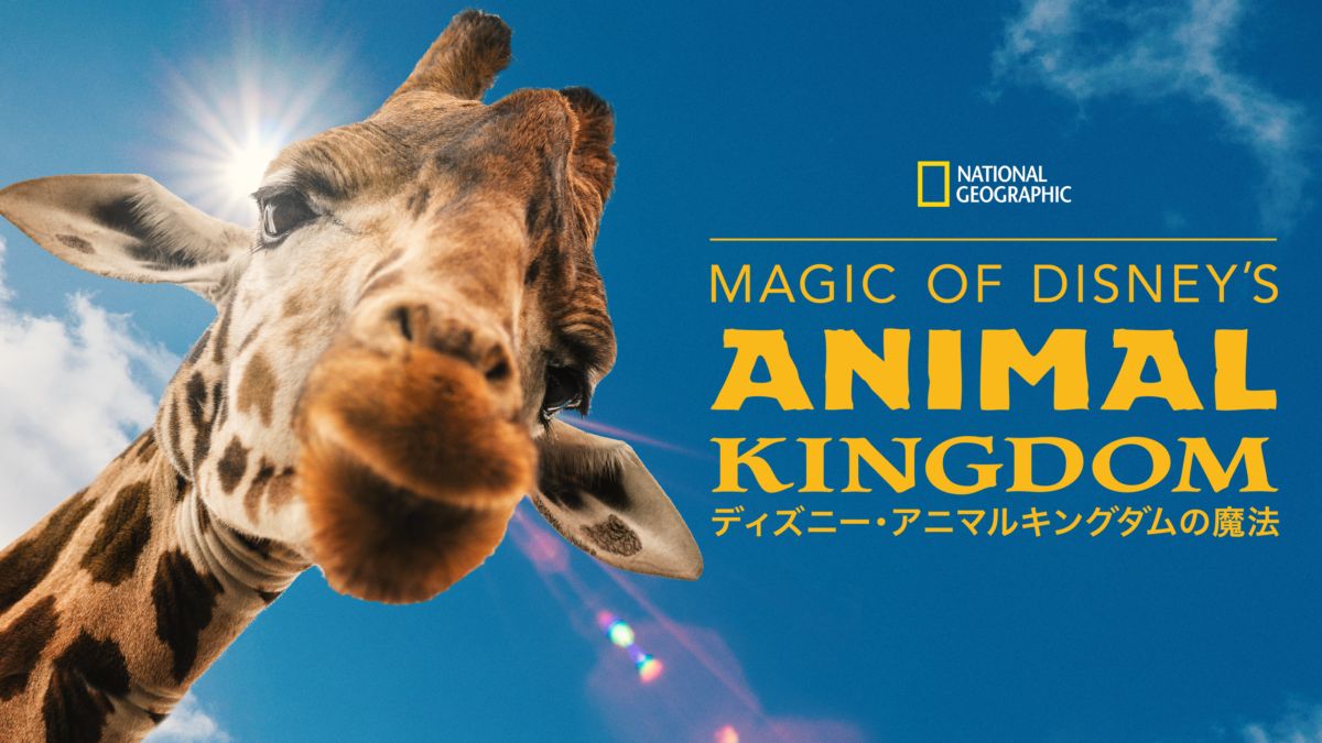 Magic Of Disney S Animal Kingdom ディズニー アニマルキングダムの魔法を視聴 Disney ディズニープラス