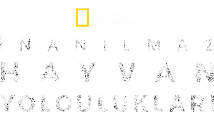 İnanılmaz Hayvan Yolculukları