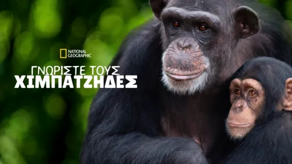 thumbnail - Γνωρίστε Τους Χιμπατζήδες