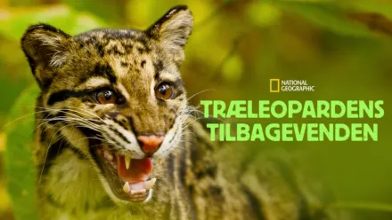thumbnail - Træleopardens tilbagevenden
