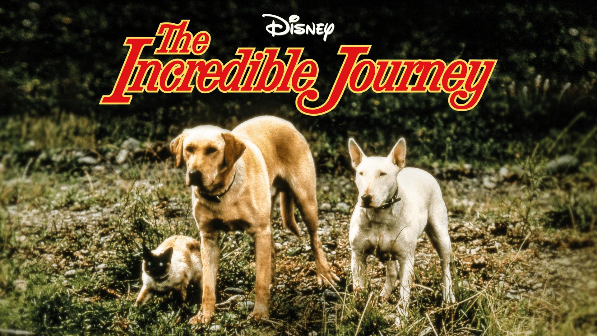 Watch Homeward Bound: The Incredible Journey | Disney+