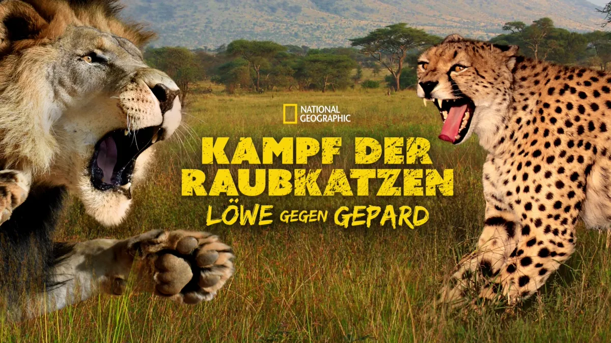 Leopard gegen Gepard