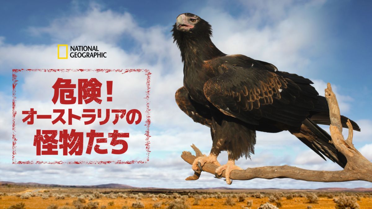 危険 オーストラリアの怪物たちを視聴 Disney ディズニープラス