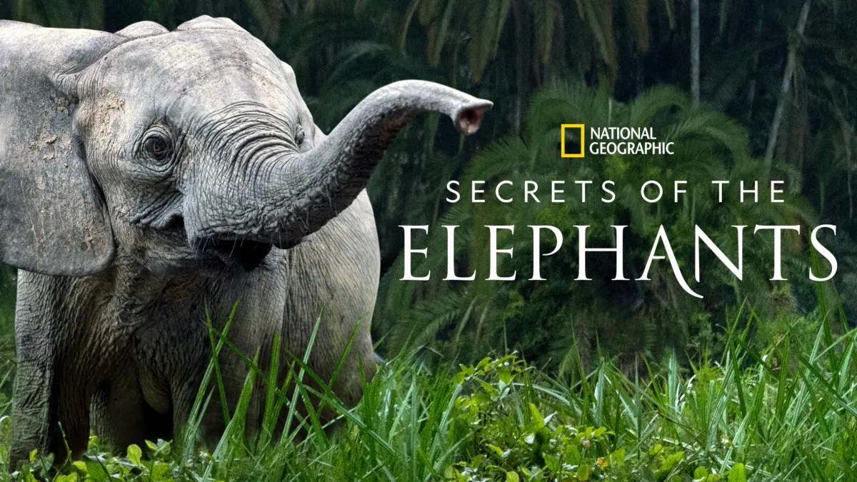 Secrets of the Elephants series reveals a unique, dynamic animal culture