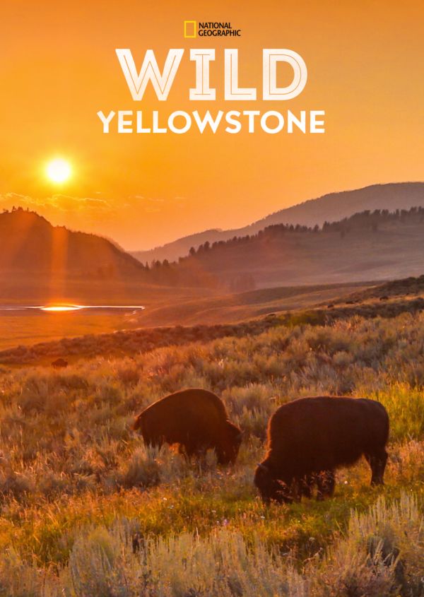 Wild Yellowstone on Disney+ ES