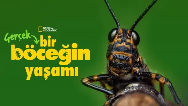 thumbnail - Gerçek Bir Böceğin Yaşamı