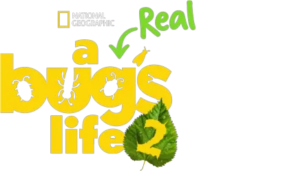 A Real Bug's Life