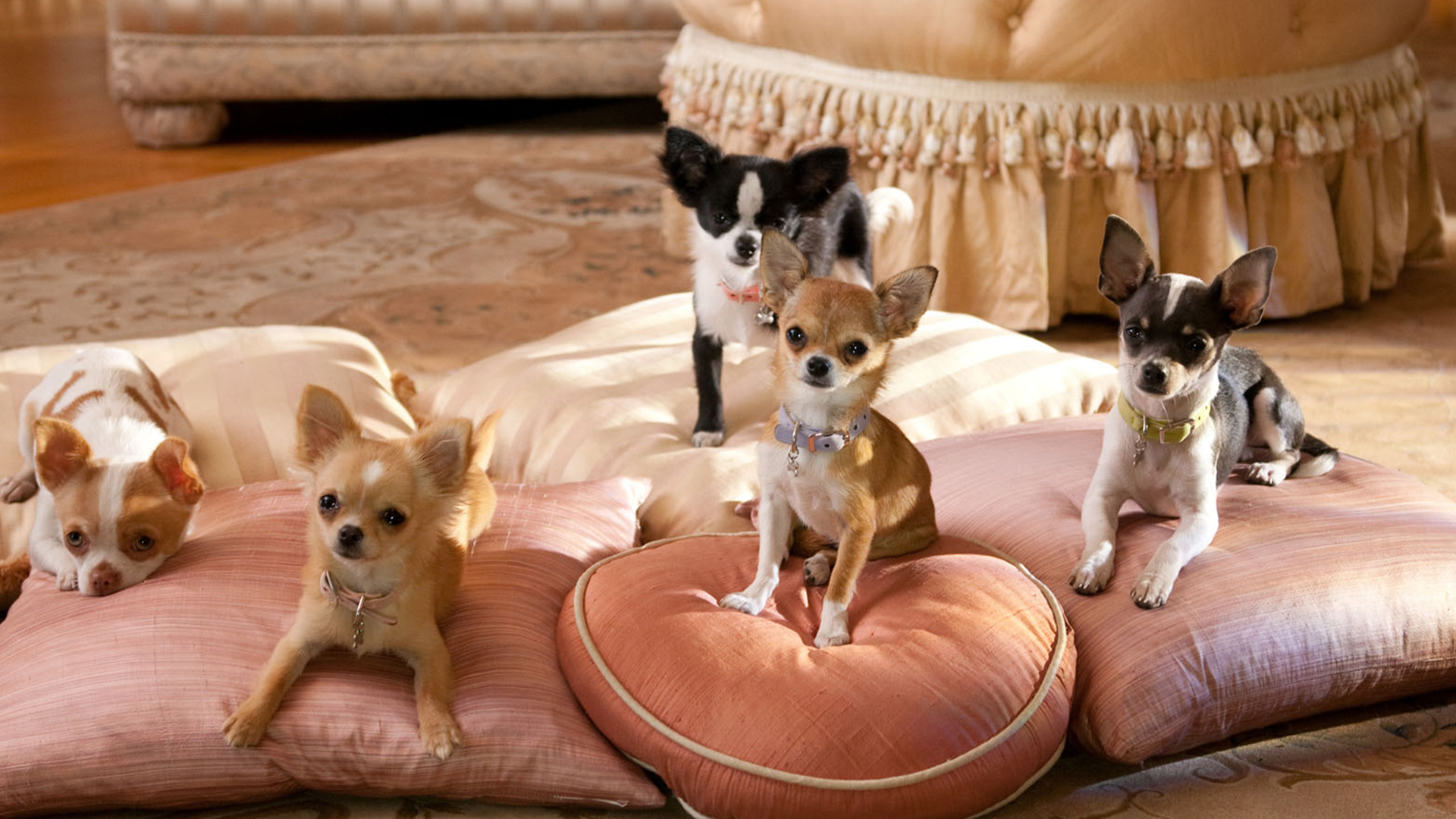 Le Chihuahua de Beverly Hills 2: La Famille Vient de S’Agrandir