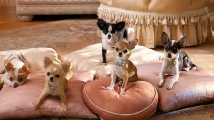 O Chihuahua de Beverly Hills 2