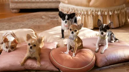 Una chihuahua de Beverly Hills 2