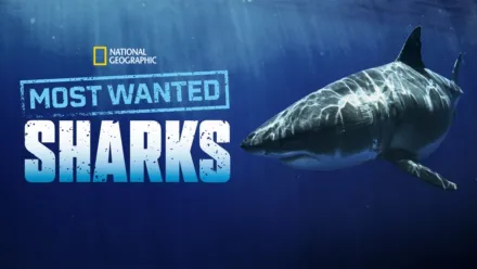 thumbnail - Most Wanted Sharks