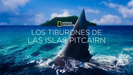 thumbnail - Los tiburones de las islas Pitcairn