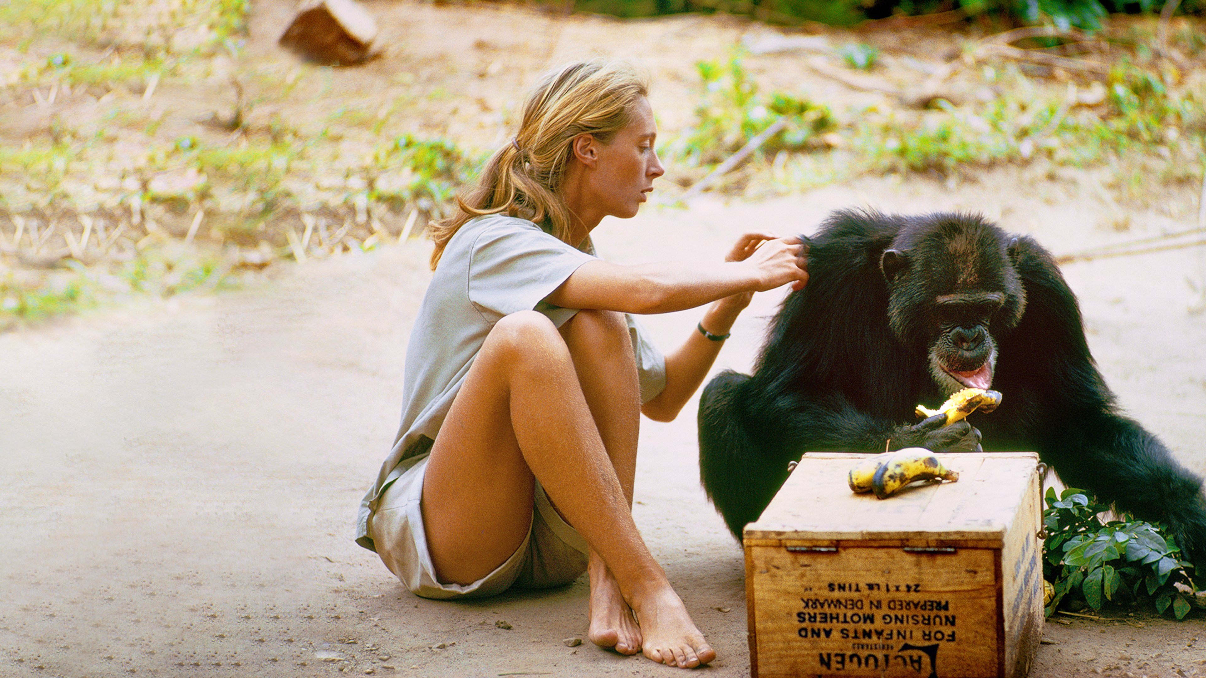 Jane Goodallová - život so šimpanzmi