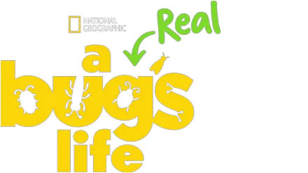 A Real Bug's Life