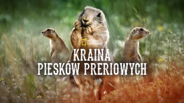 thumbnail - Kraina piesków preriowych