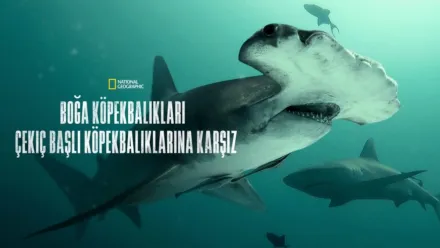 thumbnail - Boğa Köpekbalıkları Çekiç Başlı Köpekbalıklarına Karşı