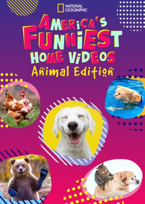 America's funniest home deals videos streaming