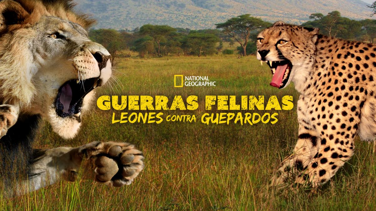 Guerras felinas: leones contra guepardos | Disney+