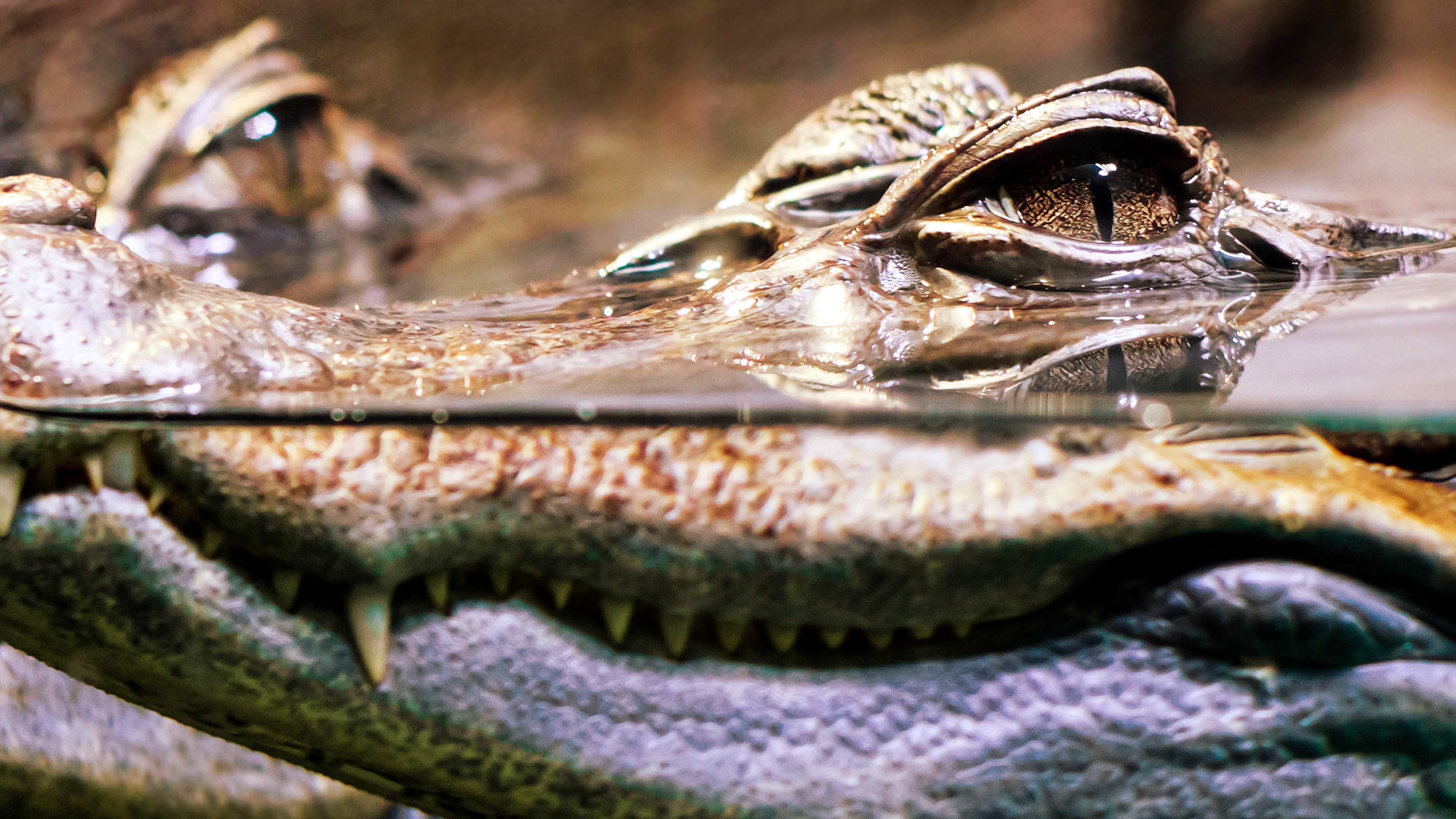 Sekretne życie krokodyli