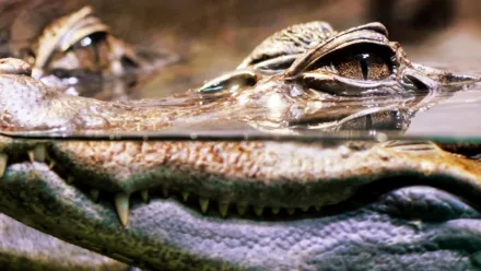 Krokodillenes hemmeligheter
