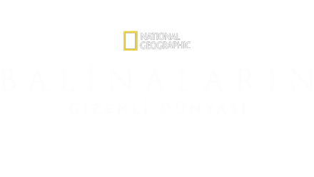 Balinaların Gizemli Dünyası