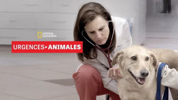 thumbnail - Urgences animales