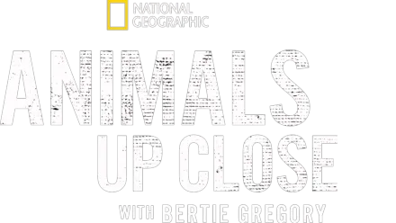 Animals Up Close with Bertie Gregory