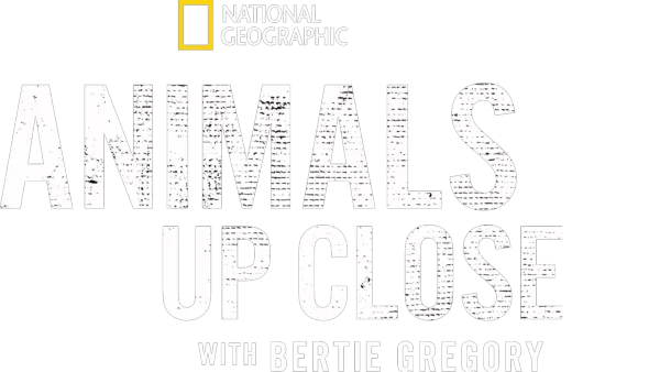 Animals Up Close with Bertie Gregory