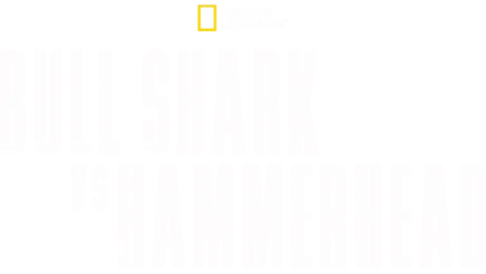 Bull Shark vs. Hammerhead