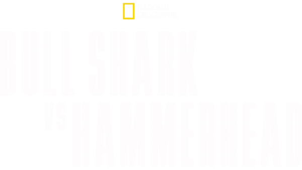 Bull Shark vs. Hammerhead