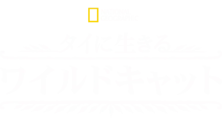 タイに生きるワイルドキャット