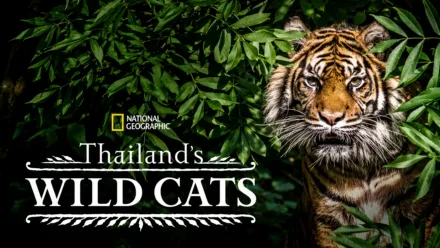 thumbnail - Thailand's Wild Cats
