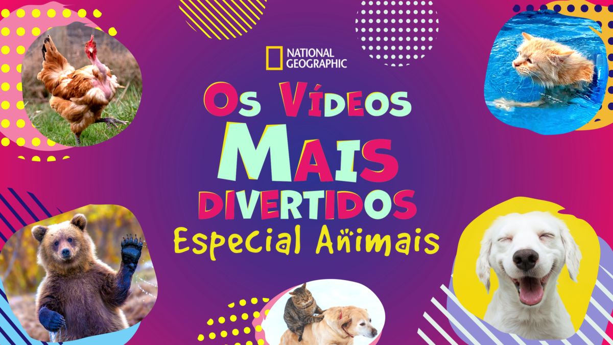 Videos de Animais, os mais engraçados e divertidos da Net!