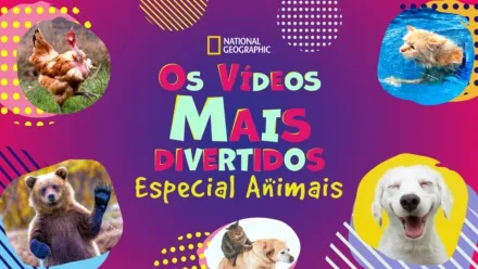 thumbnail - Os Vídeos Mais Divertidos: Especial Animais