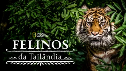 thumbnail - Felinos da Tailândia