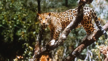 Il giaguaro della giungla