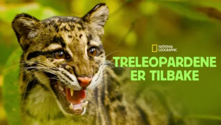 thumbnail - Treleopardene er tilbake
