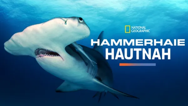 thumbnail - Hammerhaie hautnah