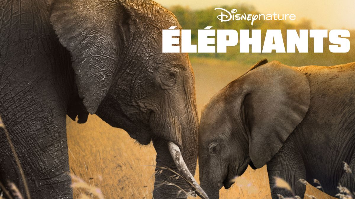 Regarder Éléphants | Film complet | Disney+