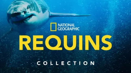 thumbnail - National Geographic : Requins