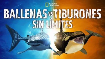 thumbnail - Ballenas vs tiburones: Sin límites