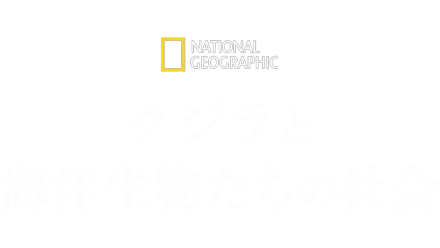 クジラと海洋生物たちの社会