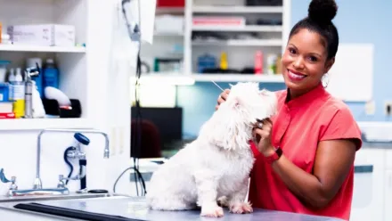 Dermatología veterinaria con la Dra. Joya