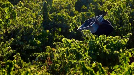 Rioja, la tierra de los mil vinos