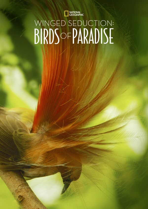 Winged Seduction: Birds of Paradise on Disney+ AU