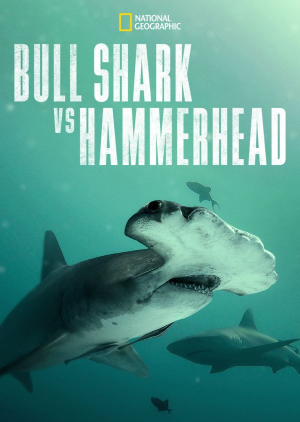 Bull Shark vs. Hammerhead on Disney+ US