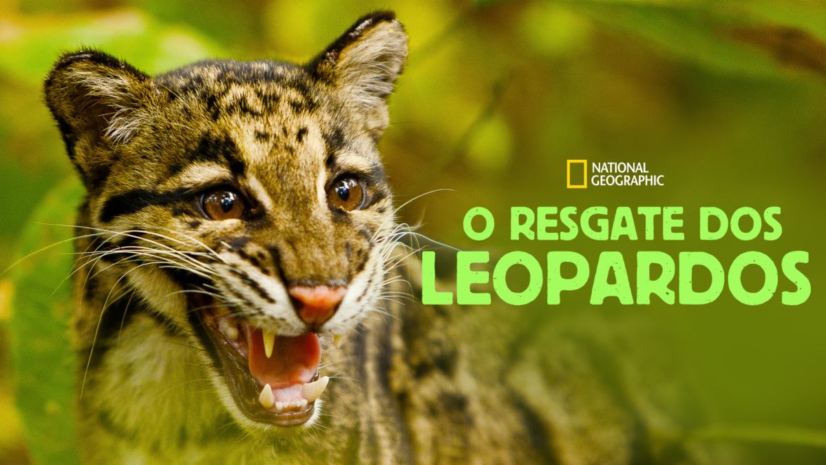 Return of the Clouded Leopards | Disney+