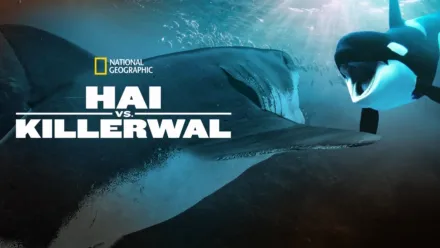 thumbnail - Hai vs. Killerwal